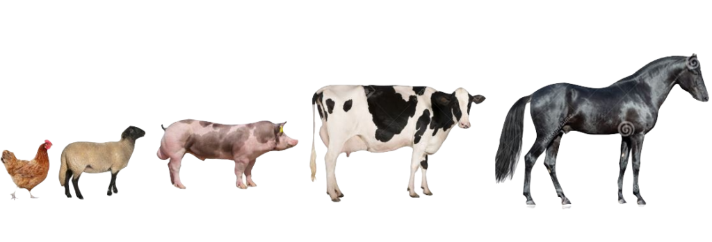 animales logo