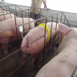 Inseminación artificial